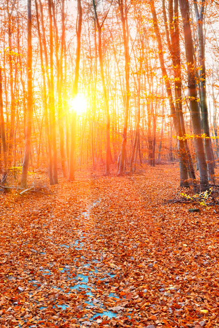 Vinilos y pegatinas para puertas atardecer bosque
